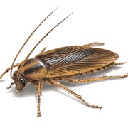 Survive a Cockroach Infestation