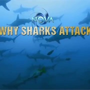 Why Sharks Attack (2014)