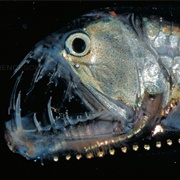 Saber-Toothed Viperfish
