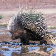 Cape Porcupine