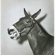 Francis the Talking Mule