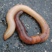 When an Earthworms Is Cut in Half It Becomes Two Earthworms