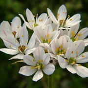 Hairy Garlic (Allium Subhirsutum)