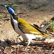 Nour Nour National Park (QLD)