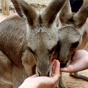 Feed a Kangaroo