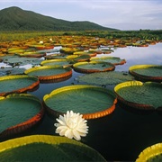 Spotting Wildlife in Pantanal, Brazil