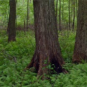 Big Oaks National Wildlife Refuge
