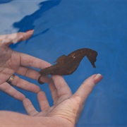 Hold a Seahorse