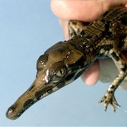 Crocodile