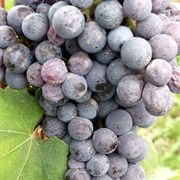 Nebbiolo