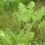 Interrupted Fern (Osmunda Claytoniana)