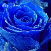 Blue Flower