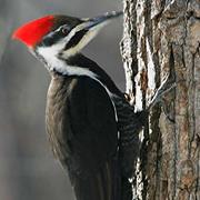 Pileated Woodpecker