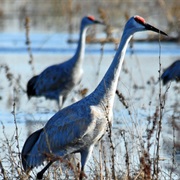 Stone Lakes National Wildlife Refuge