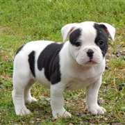American Bulldog