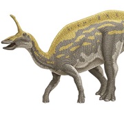 Tsintaosaurus