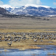 Monte Vista National Wildlife Refuge