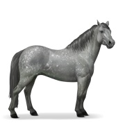 Connemara - Dapple Gray