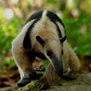 Northern Tamandua