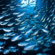 Blue Maomao Arch, Poor Knight's Island, New Zealand