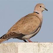 Eurasian Collared Dove