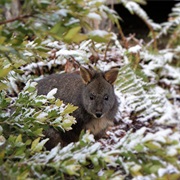 Mountain Pademelon
