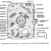 Found That Living Cells Have Complex Internal Structure (1945)