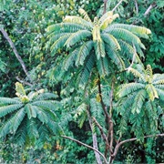 Zanthoxylum Gilletii