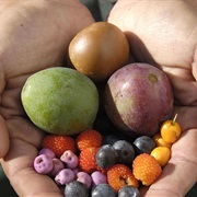 Bush Tucker / Bushfood