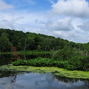 Chain O'lakes State Park, Illinois