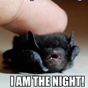 Pet a Bat
