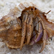 Hermit Crab