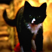 Miss Kitty Fantastico