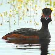 Brenne Regional Park, France