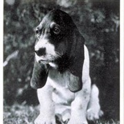 Baby Basset Hound