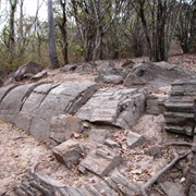 Explore Puyango Petrified Forest