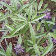 Little Indian Breadroot (Pediomelum Hypogaeum)