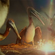 Pelicans (SpongeBob Squarepants)