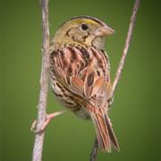 Henslow's Sparrow