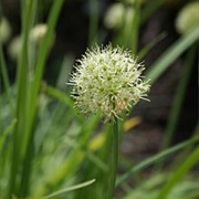 HOOKER CHIVES