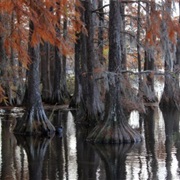 Big Cypress Tree State Park, Tennessee