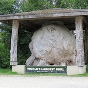 The Ronning Burl, Port McNeil, British Columbia