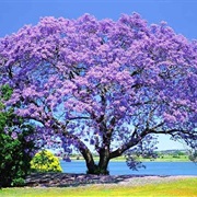 Jacaranda