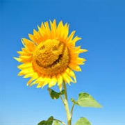 Sunflowers Track the Sun Through the Sky