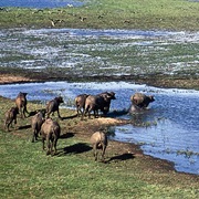 Kakadu Wetlands, Australia