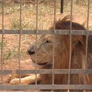 Mvog-Betsi Zoo, Cameroon