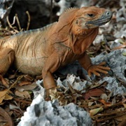 Jamaican Iguana