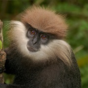 Western-Purple Faced Langur