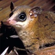 Rufous Mouse Opossum