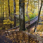 Warren Woods State Park, Michigan